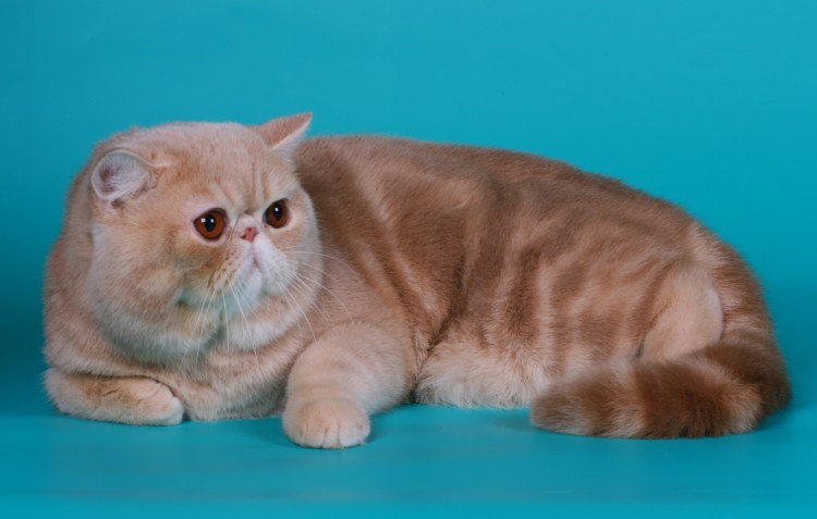 Экзот кошка