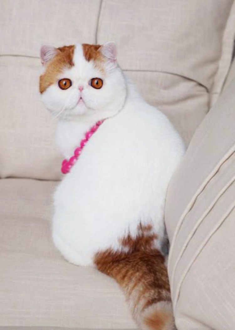 Экзот кошка
