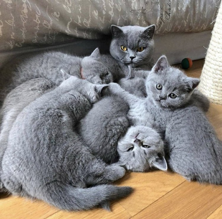 Породистые плюшевые котята