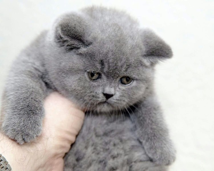 Скоттиш фолд британец вислоухий