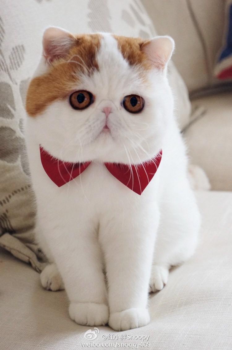 Экзот кошка голубая