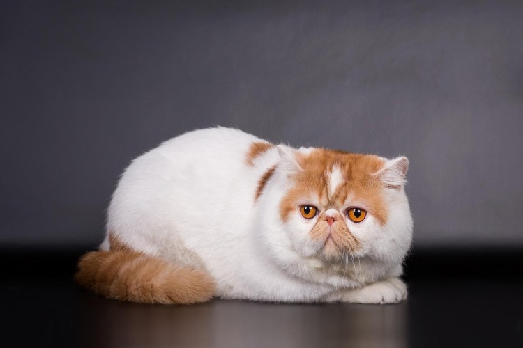 Британская короткошерстная
