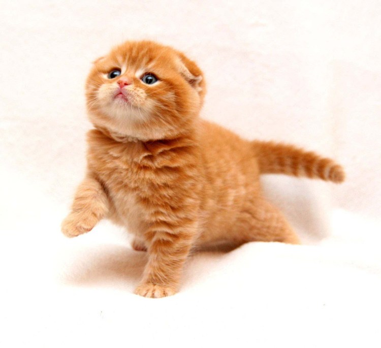Шотландская вислоухая кошка рыжая