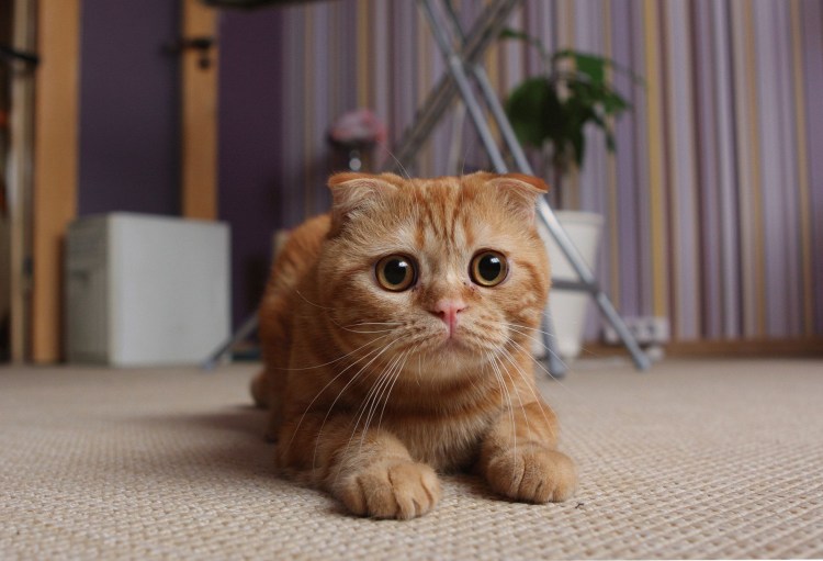 Шотландская вислоухая кошка рыжая