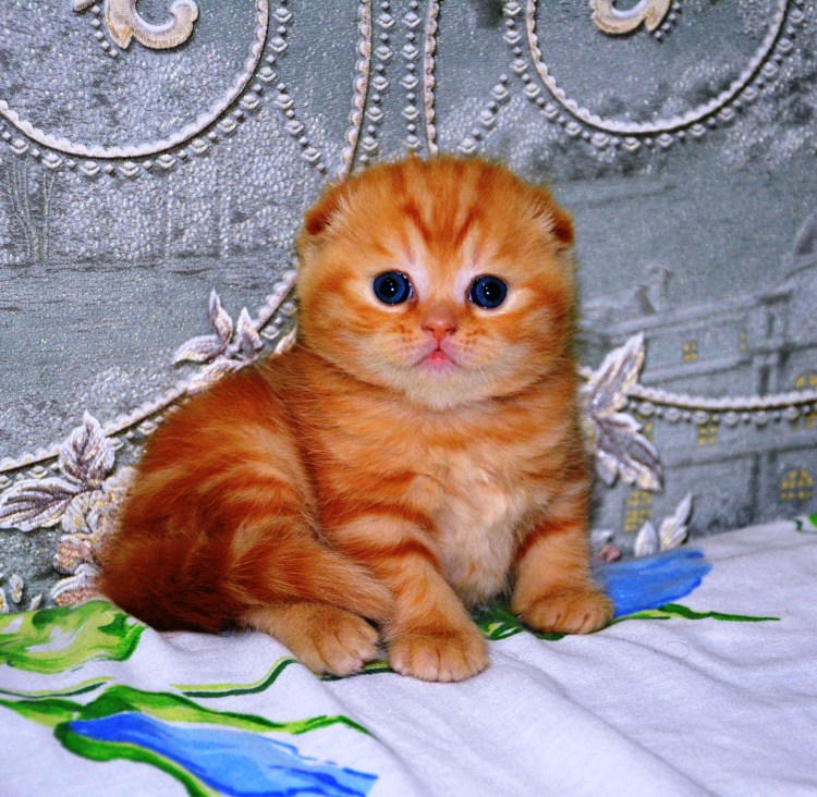 Шотландский вислоухий кот рыжий