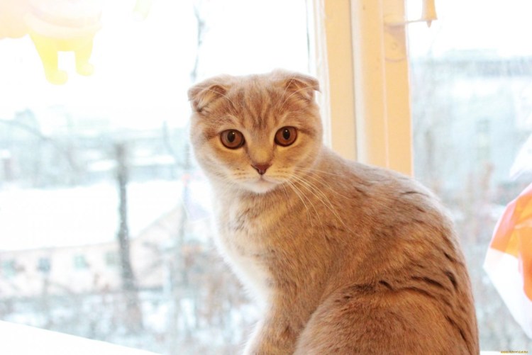 Скоттиш фолд кремовый