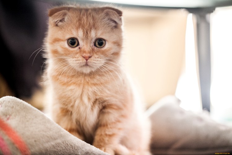 Шотландский вислоухий кот рыжий