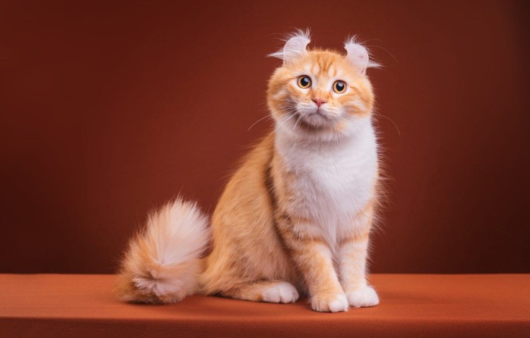 Шотландская вислоухая кошка рыжий мрамор