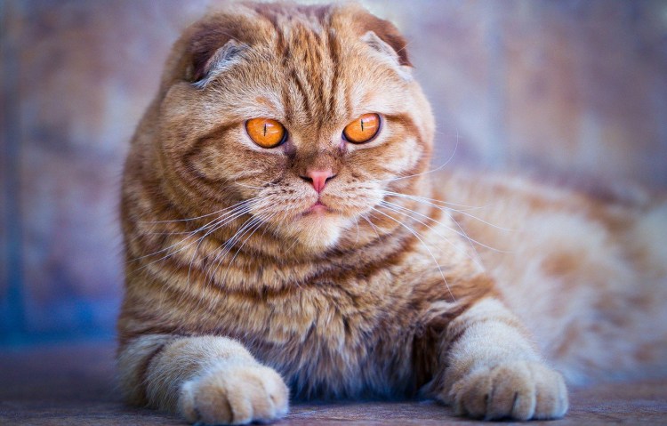 Рыжая вислоухая кошка