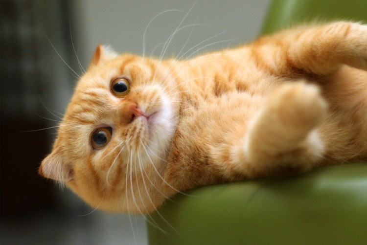Скоттиш фолд рыжий