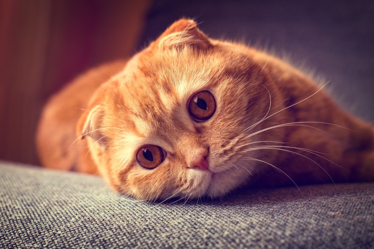 Скоттиш фолд рыжий