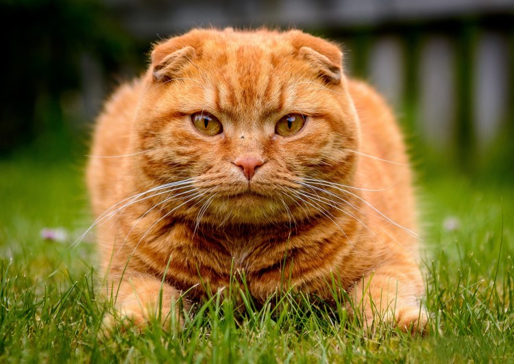 Вислоухие котята шотландцы рыжие