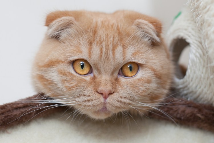 Шотландская кошка скоттиш фолд