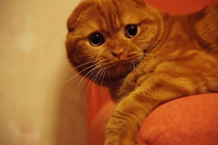 Шотландский вислоухий кот рыжий
