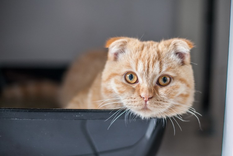 Шотландская вислоухая кошка рыжая