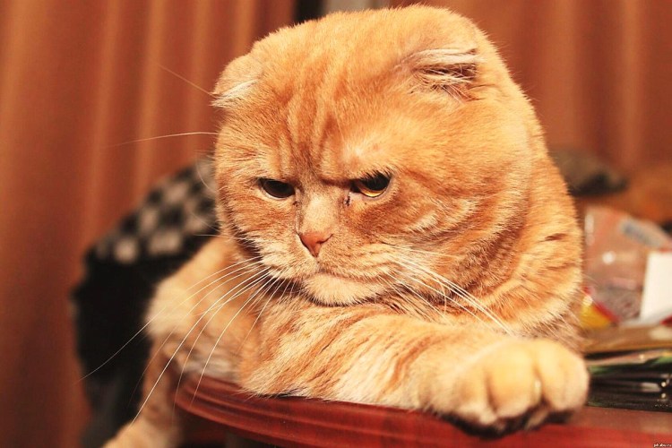 Шотландская вислоухая кошка рыжая