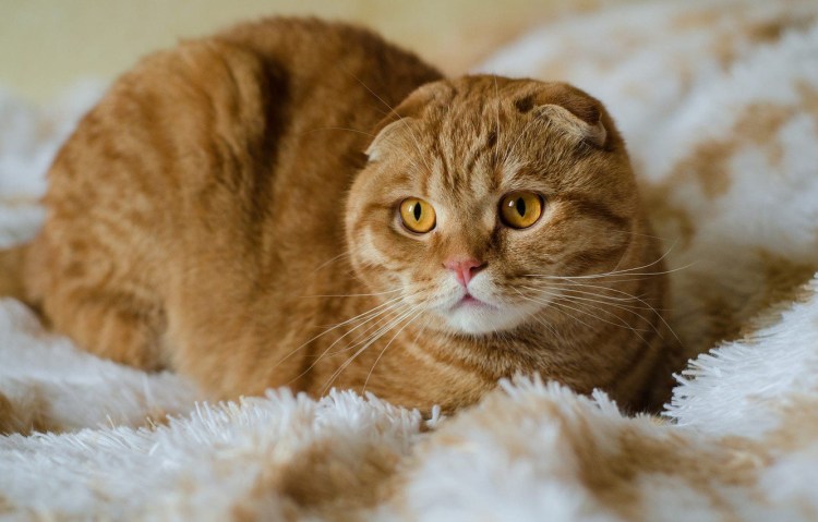 Шотландский скоттиш фолд рыжий