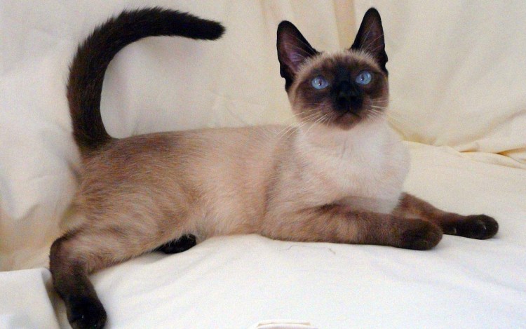 Сиамский кот метис