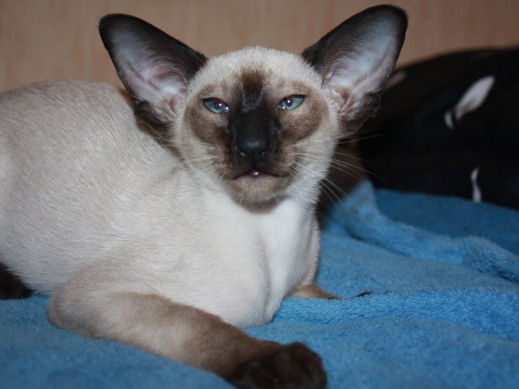 Сиамская кошка в коробке