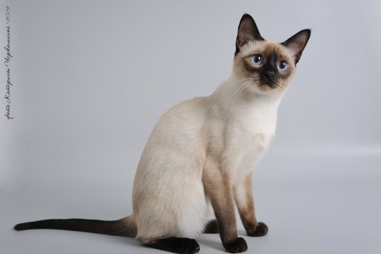 Метис Сиама кот