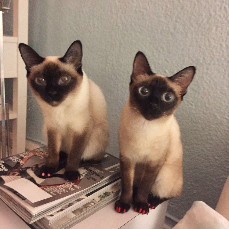 Скиф-Тай-Дон котята