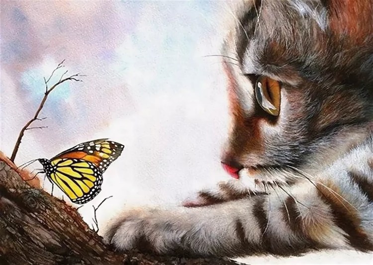 Кот с бабочкой