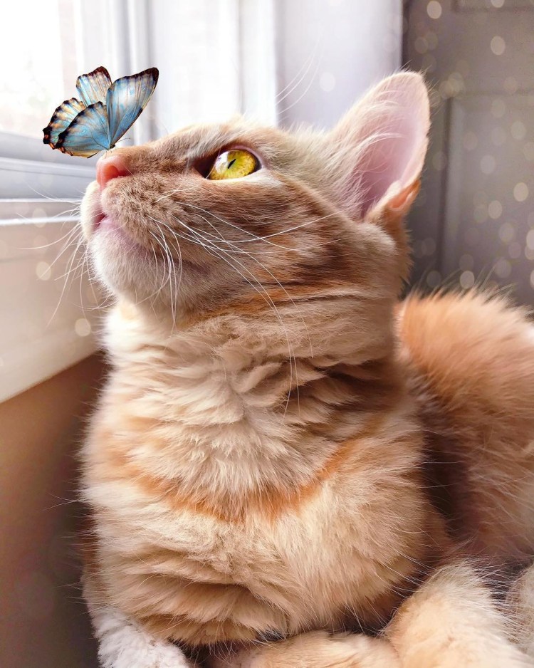Котенок с бабочкой наосу