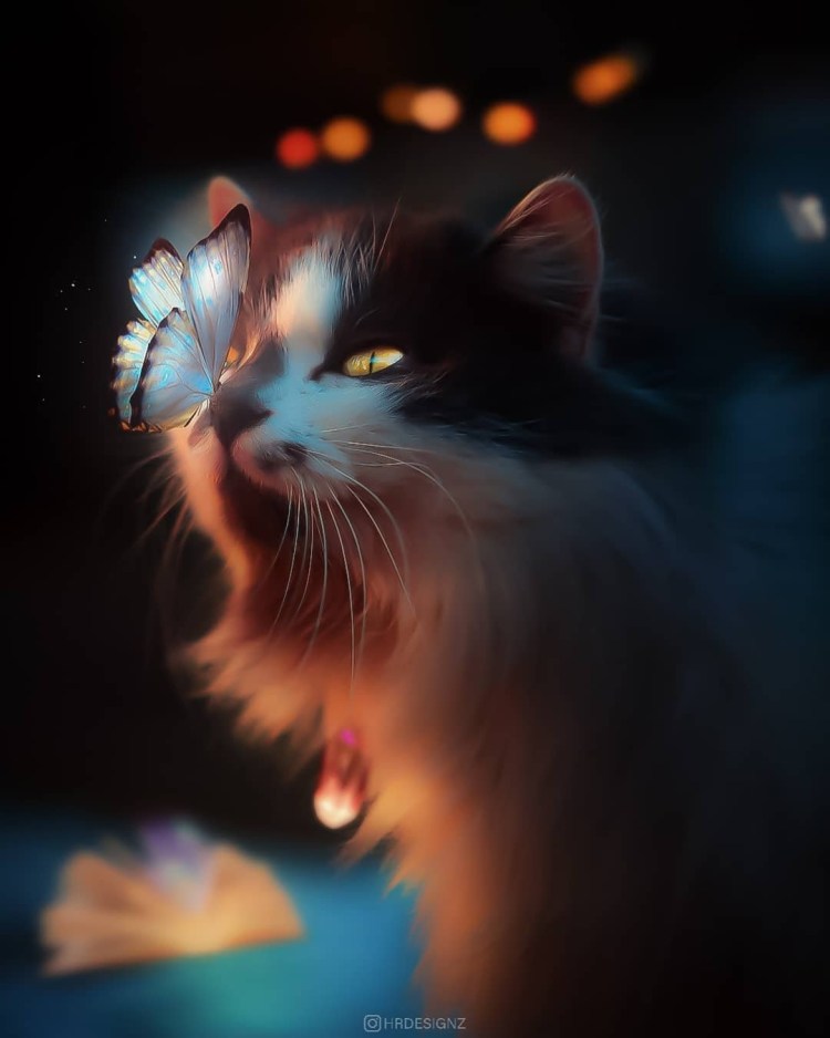 Кошка с бабочками