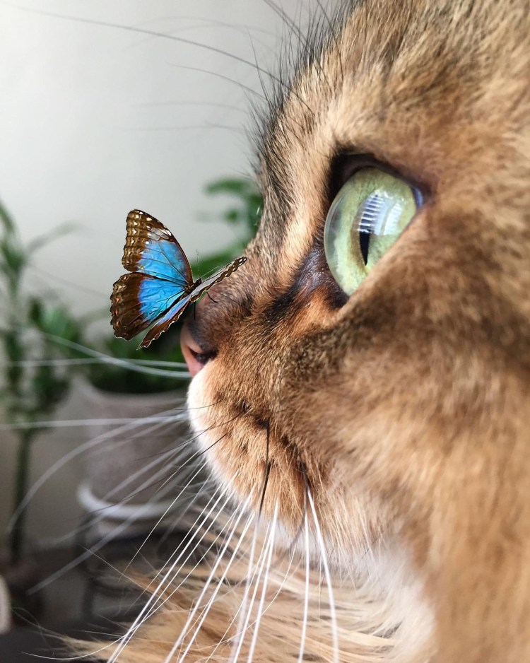 Huacan Cat алмазная вышивка