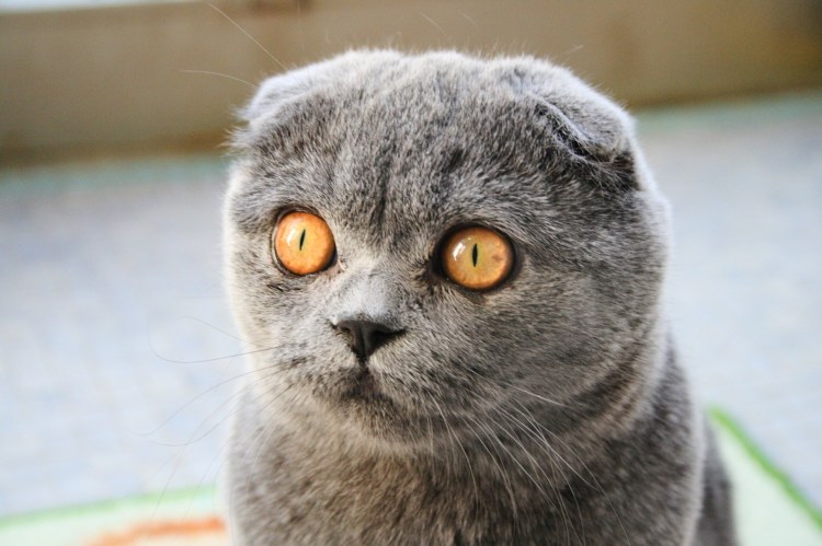 Кошки вислоухие шотландцы