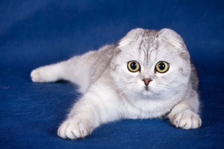 Скоттиш-фолд Шотландская вислоухая котята