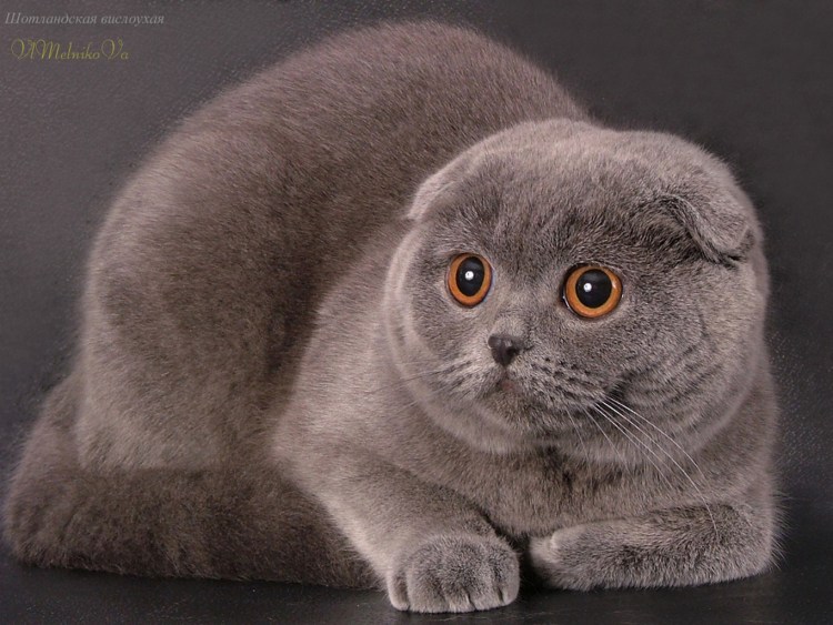 Кот вислоухий скоттиш фолд