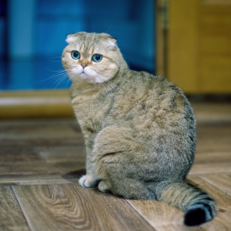 Скоттиш фолд Браун табби