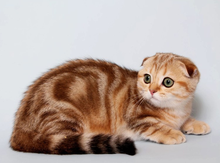 Шотландский скоттиш фолд серый