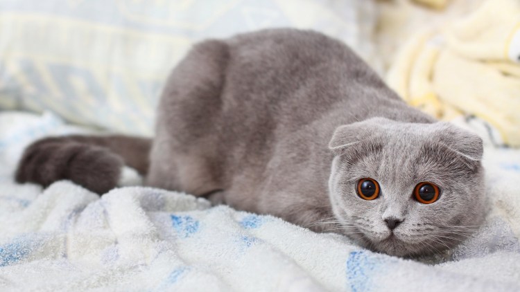 Шотландская вислоухая кошка