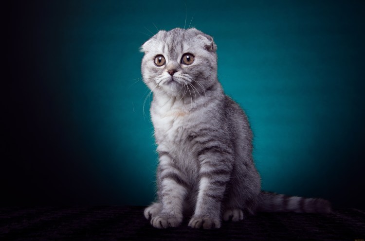 Шотландская вислоухая кошка