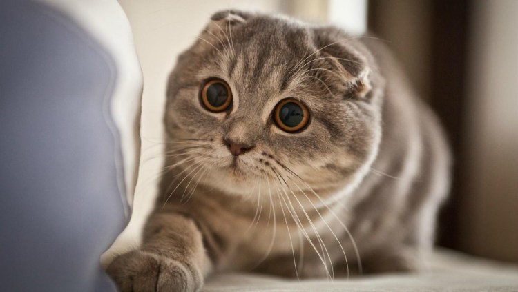 Шотландский вислоухий кот скоттиш фолд