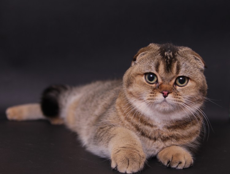 Шотландский кот скоттиш фолд