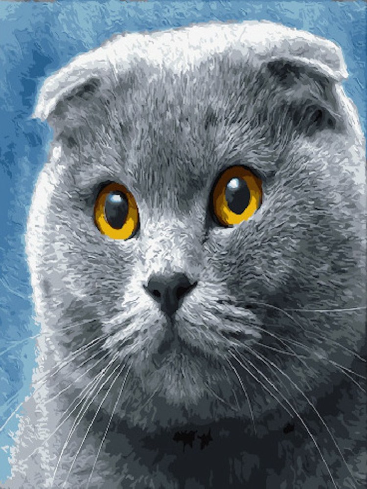 Шотландская вислоухая кошка