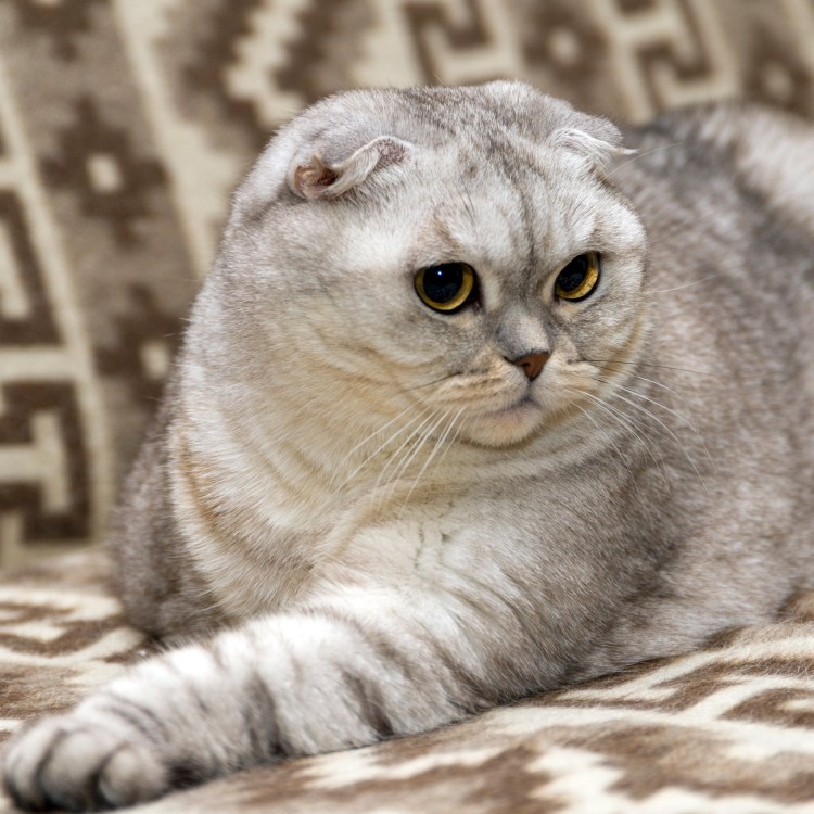 Шотландские вислоухие коты