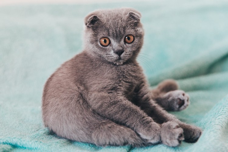 Шотландская кошка скоттиш фолд