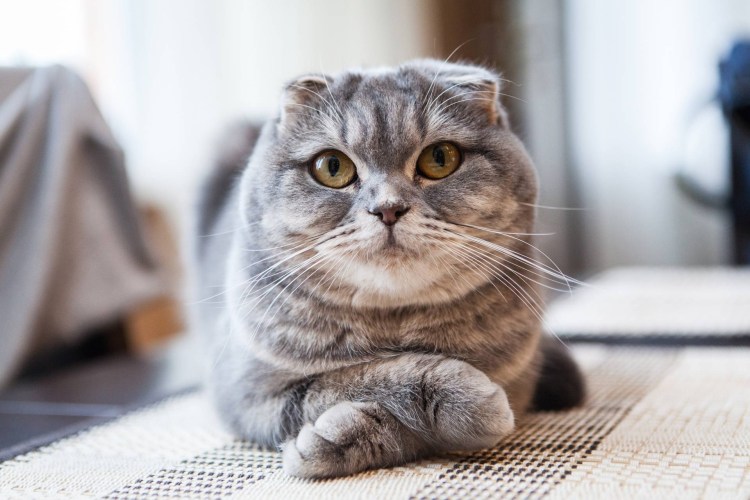 Шотландская вислоухая кошка