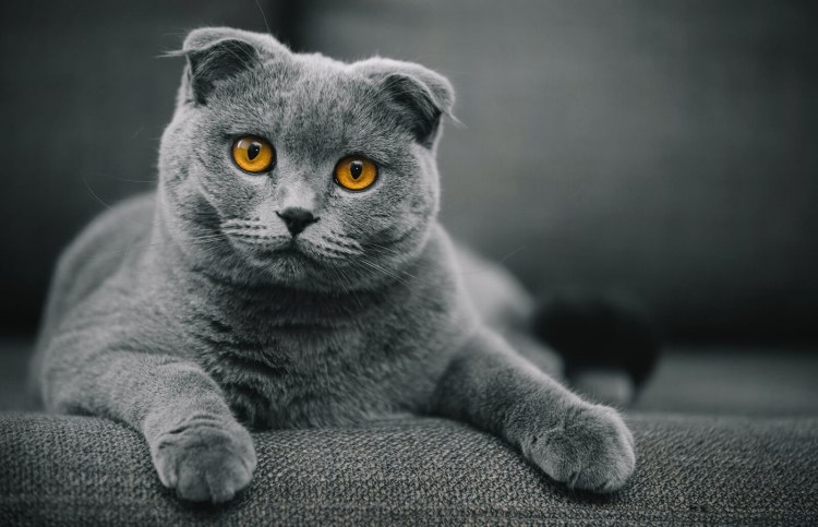 Скоттиш-фолд Шотландская вислоухая котята