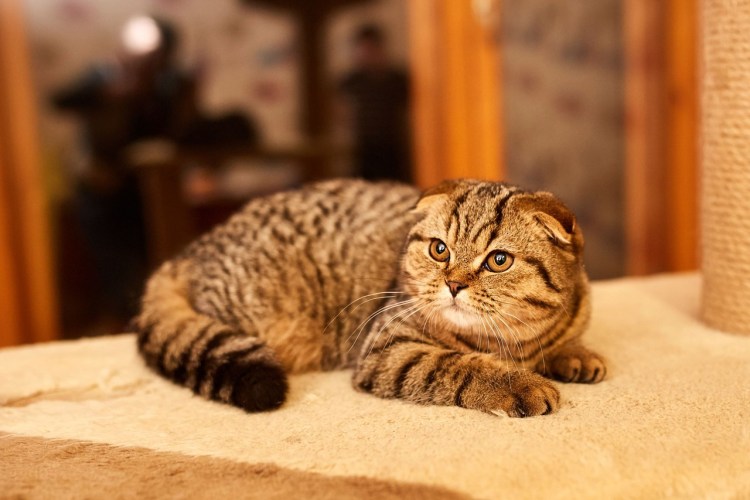 Шотландские вислоухие коты