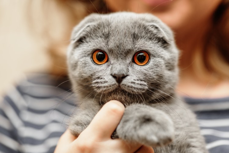 Шотландская вислоухая кошка скоттиш