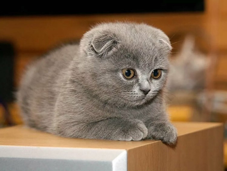 Скоттиш-фолд Шотландская вислоухая кошка черная