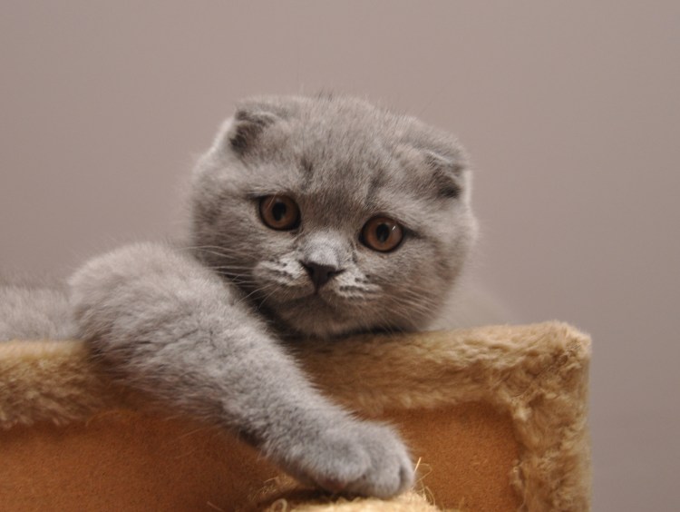 Шотландская вислоухая кошка