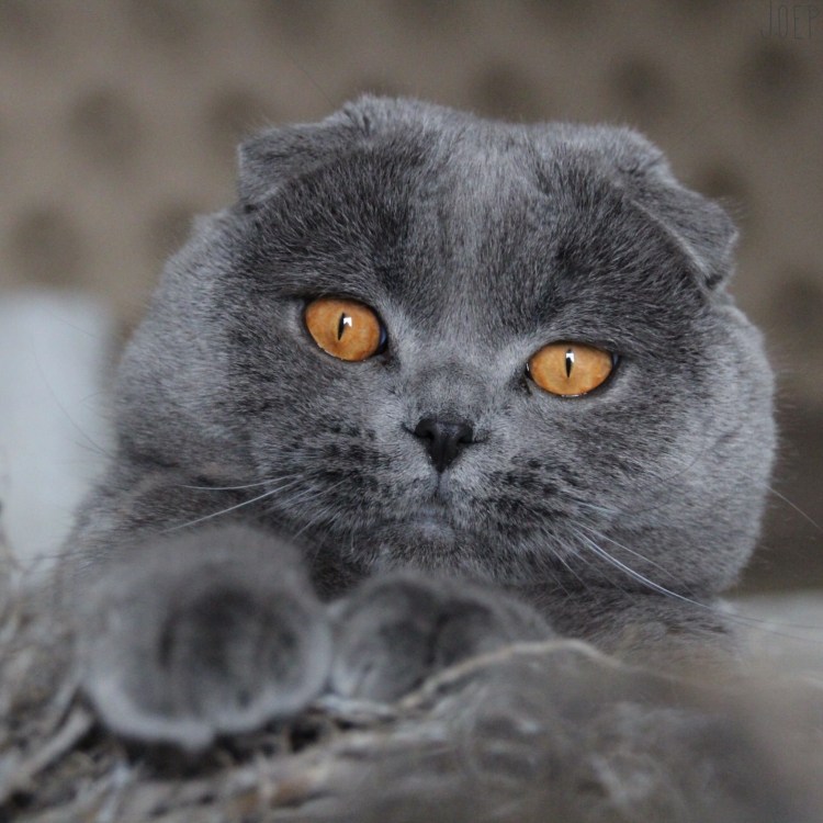 Шотландская вислоухая кошка