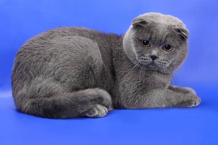 Шотландский кот скоттиш фолд