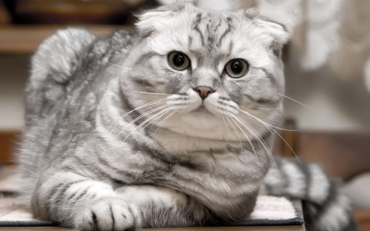 Шотландская вислоухая кошка